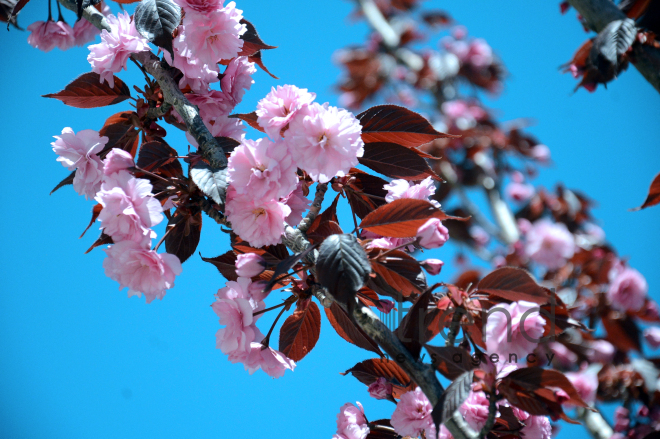 Japanese cherry starts to blossom in Baku. Azerbaijan, 17 April, 2017