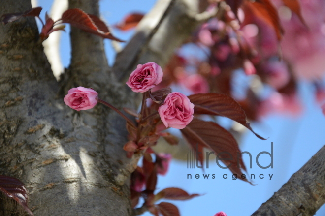 Japanese cherry starts to blossom in Baku. Azerbaijan, 17 April, 2017