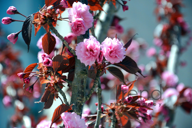 Japanese cherry starts to blossom in Baku. Azerbaijan, 17 April, 2017