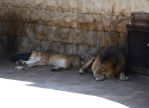 Лето в Бакинском зоопарке