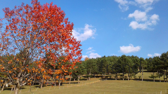 Gold autumn sketches in Azerbaijani regions. Azerbaijan, Tovuz, October 28, 2017