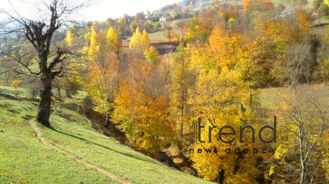 Gold autumn sketches in Azerbaijani regions. Azerbaijan, Tovuz, October 28, 2017