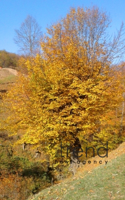 Gold autumn sketches in Azerbaijani regions. Azerbaijan, Tovuz, October 28, 2017