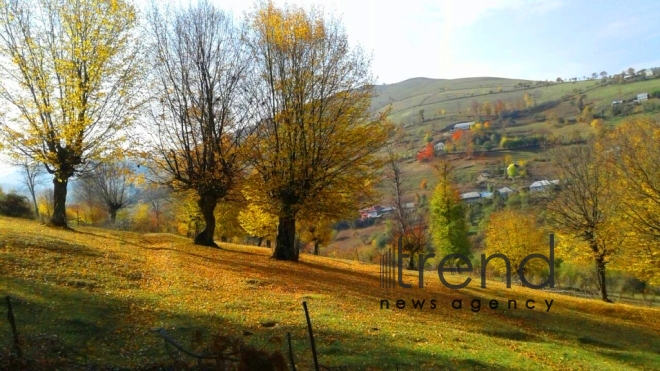 Gold autumn sketches in Azerbaijani regions. Azerbaijan, Tovuz, October 28, 2017