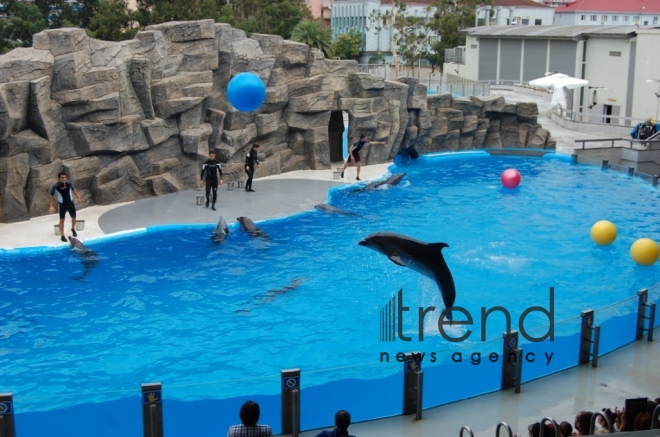 Fantastic dolphin show in Batumi. Georgia, Batumi, October 31, 2017
