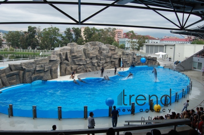 Fantastic dolphin show in Batumi. Georgia, Batumi, October 31, 2017
