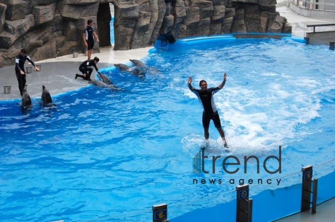 Fantastic dolphin show in Batumi. Georgia, Batumi, October 31, 2017
