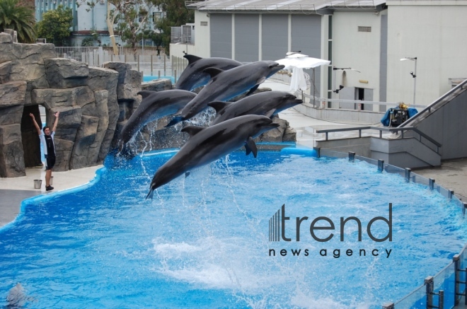 Fantastic dolphin show in Batumi. Georgia, Batumi, October 31, 2017
