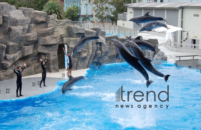 Fantastic dolphin show in Batumi. Georgia, Batumi, October 31, 2017
