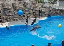 Fantastic dolphin show in Batumi