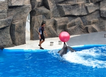 Fantastic dolphin show in Batumi