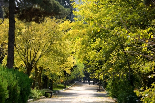 Autumn in Baku Botanical Garden. Azerbaijan, Baku, November 8, 2017 