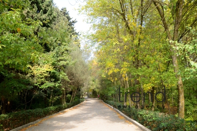 Autumn in Baku Botanical Garden. Azerbaijan, Baku, November 8, 2017 