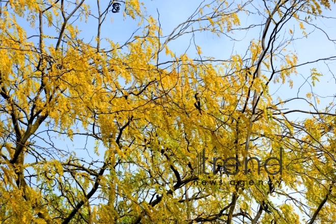 Autumn in Baku Botanical Garden. Azerbaijan, Baku, November 8, 2017 