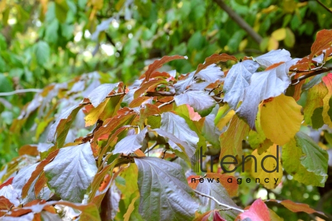 Autumn in Baku Botanical Garden. Azerbaijan, Baku, November 8, 2017 