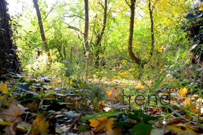 Autumn in Baku Botanical Garden. Azerbaijan, Baku, November 8, 2017 