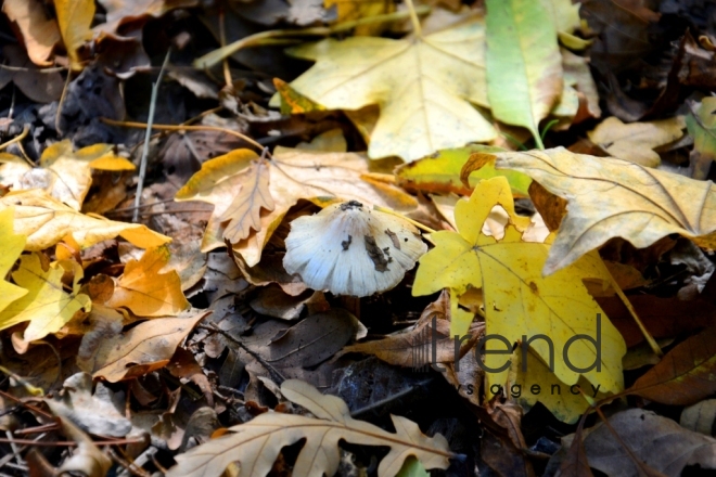 Autumn in Baku Botanical Garden. Azerbaijan, Baku, November 8, 2017 