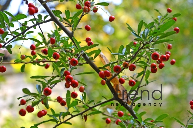 Autumn in Baku Botanical Garden. Azerbaijan, Baku, November 8, 2017 