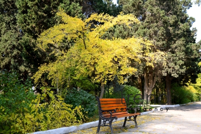 Autumn in Baku Botanical Garden. Azerbaijan, Baku, November 8, 2017 