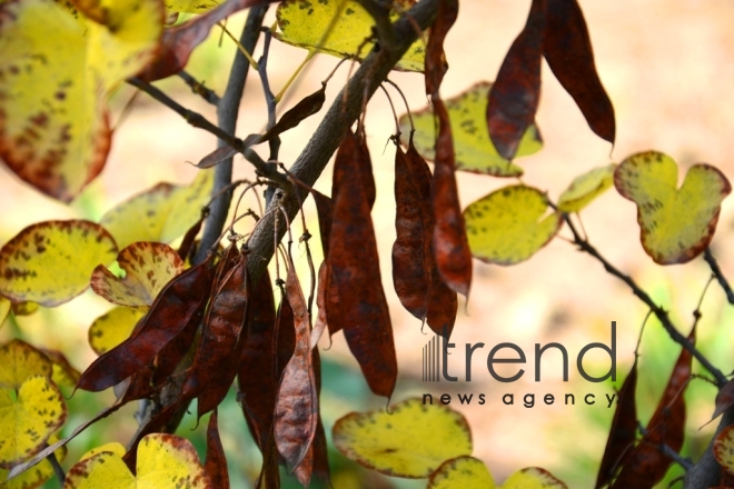 Autumn in Baku Botanical Garden. Azerbaijan, Baku, November 8, 2017 