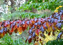 Осенний день в Ботаническом саду Баку