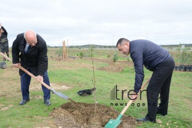 Tree-planting campaign. Azerbaijan, Baku, November 11, 2017