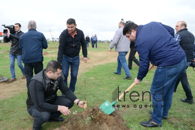 Tree-planting campaign. Azerbaijan, Baku, November 11, 2017