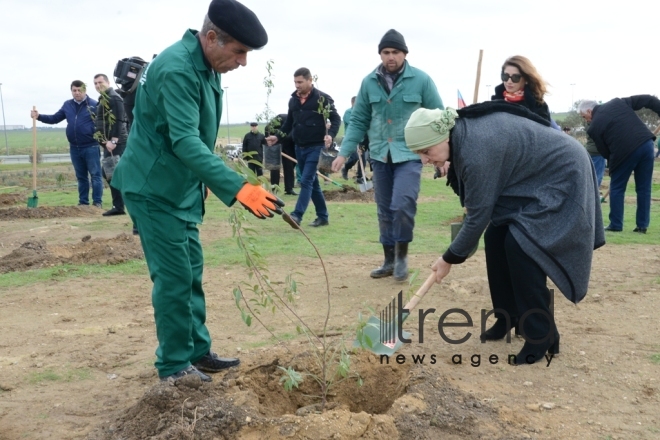 Tree-planting campaign. Azerbaijan, Baku, November 11, 2017