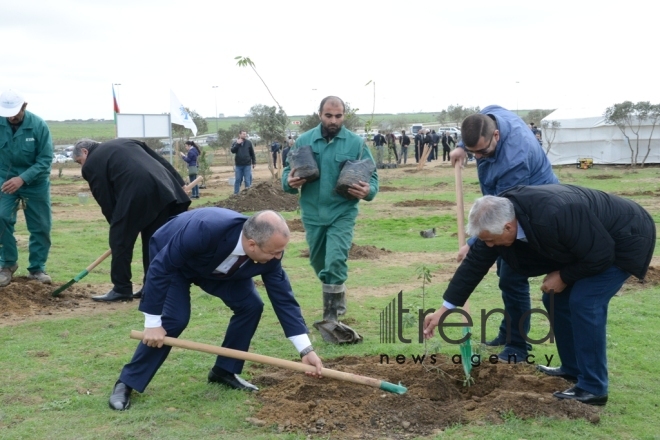 Tree-planting campaign. Azerbaijan, Baku, November 11, 2017