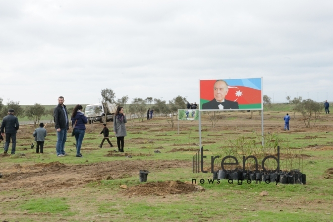 Tree-planting campaign. Azerbaijan, Baku, November 11, 2017