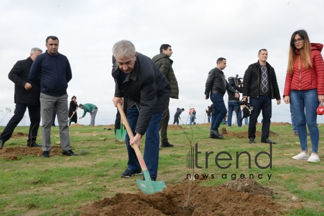 Tree-planting campaign. Azerbaijan, Baku, November 11, 2017
