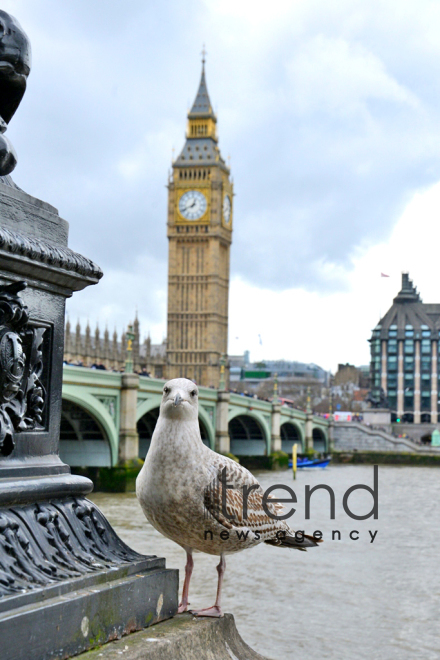 Londonda bir  gün (II hissə). Böyük Britaniya,8 yanvar 2019 
