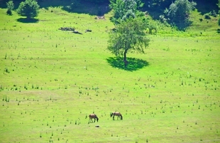 Beautiful nature of Gimilqazma, Guba.Azerbaijan, Guba , July 19  2019