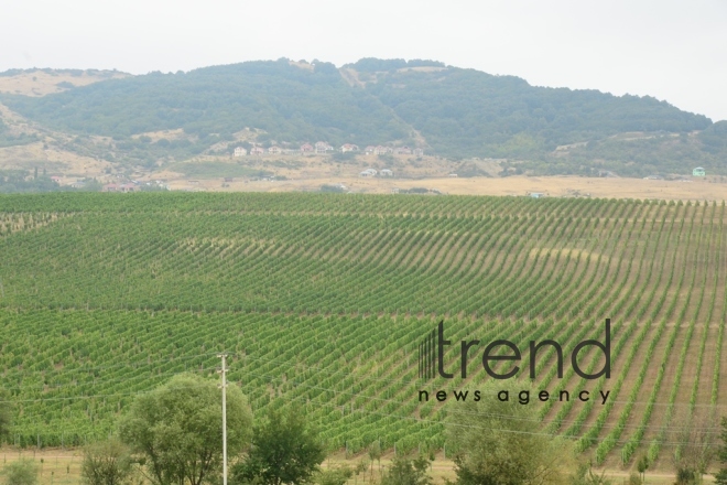 Shamakhi hosts solemn opening ceremony of 1st  Azerbaijan Grape and Wine Festival. Azerbaijan,Shamakhi , august 30 , 2019
