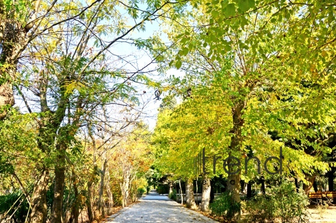 Golden autumn. Baku, Azerbaijan, oct. 29 2019