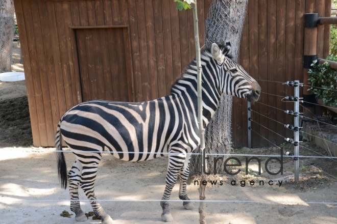 Бакинский зоологический парк  Азербайджан Баку 09 октября 2021  